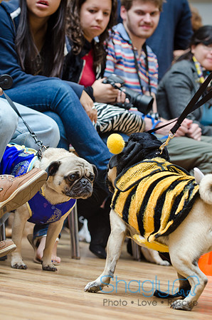 PugOween-37
