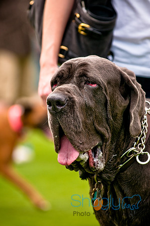 Dog Bowl 2010-76