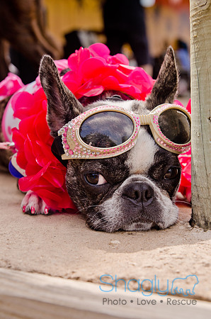 Wags and Waves 2011-412
