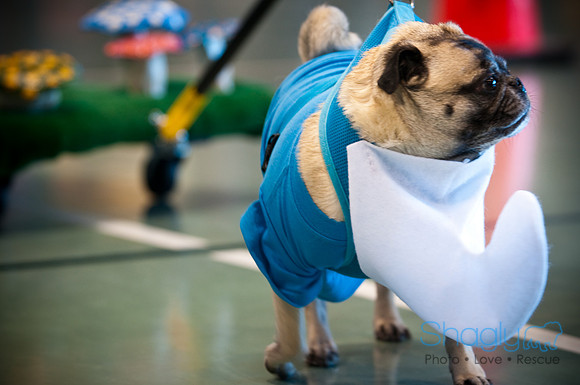 PugOWeen-3033