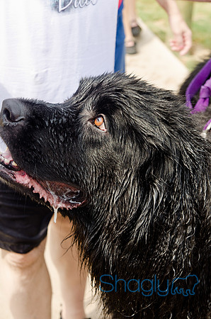 Wags and Waves 2011-356
