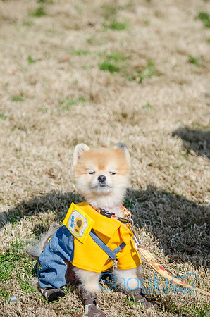 Krewe of Barkus 2012-101