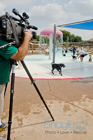 Wags and Waves 2011-386