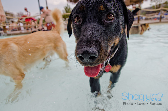 Wags and Waves 2011-213
