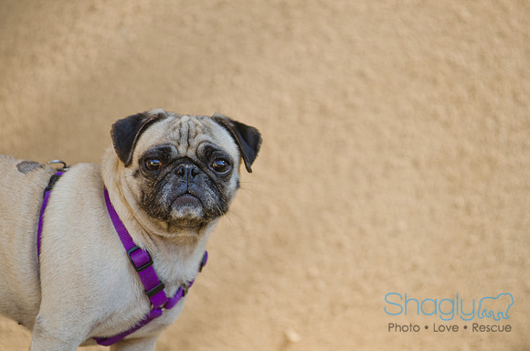 Shagly Photography-DFW Pug Rescue-8