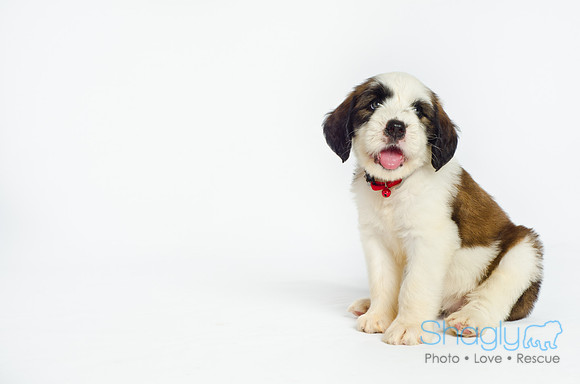 Stclouds Rescue Puppies-7