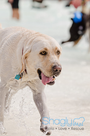 Wags and Waves 2011-143
