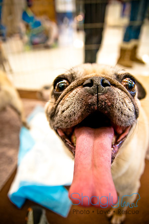 DFW Pug Rescue-43