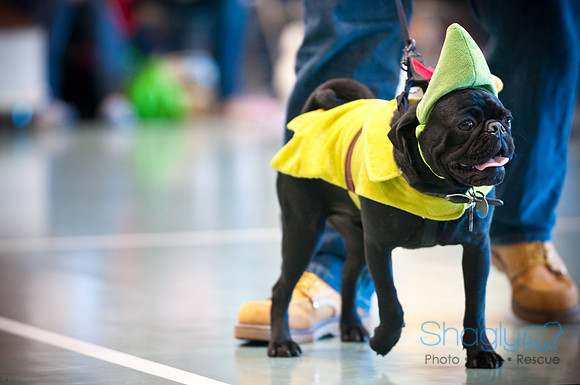 PugOWeen-2796