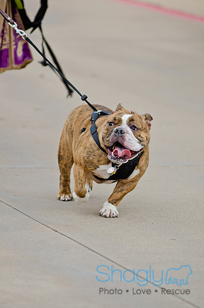 Wags and Waves 2011-21
