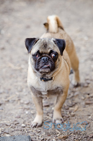 DFW Pug Rescue-The Boarding Bungalow-7