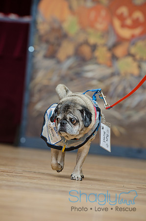PugOween-15