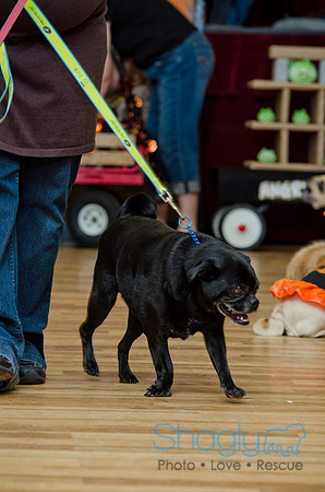 PugOween-226