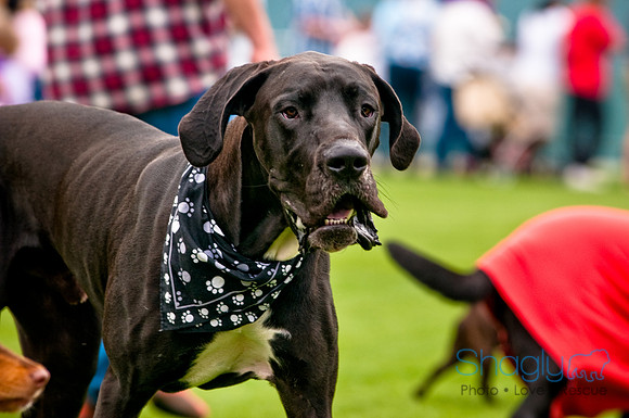 Dog Bowl 2010-45