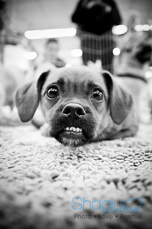 DFW Pug Rescue-11