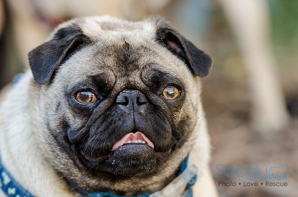 The Boarding Bungalo Pugs-14
