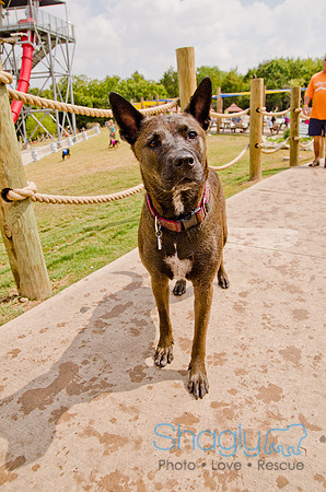 Wags and Waves 2011-244