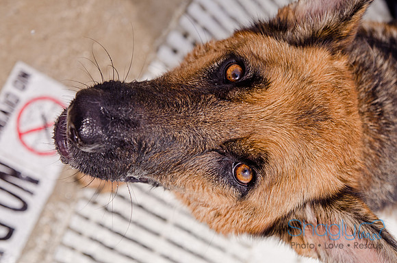 Wags and Waves 2011-279