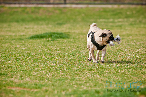 Pug Love Fun Run-155