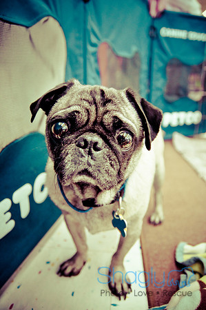 DFW Pug Rescue-64
