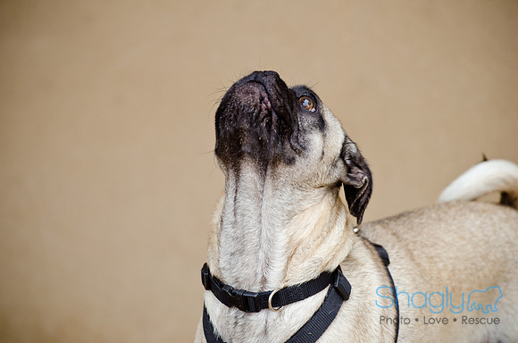 DFW Pug Rescue-The Boarding Bungalow-5