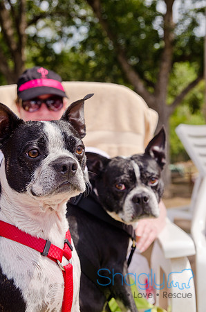 Wags and Waves 2011-306