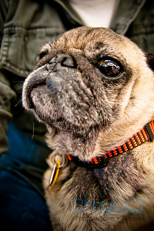 DFW Pug Rescue-24