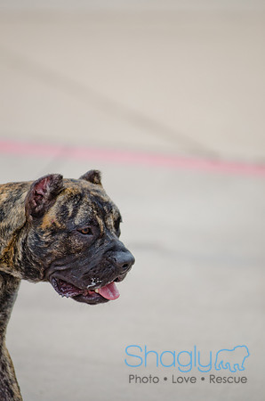 Wags and Waves 2011-52