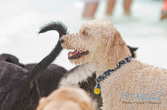 Wags and Waves 2011-159