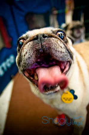 DFW Pug Rescue-31
