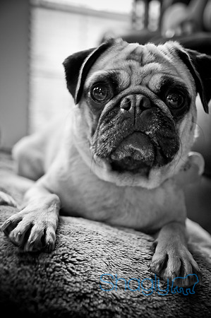 DFW Pug Rescue-148
