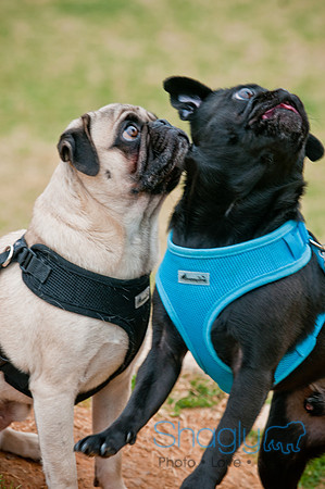 Pug Love Fun Run-101