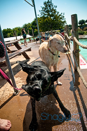 Wags and Waves-285