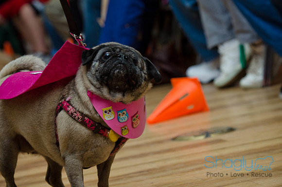 PugOween-242
