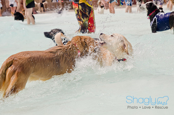 Wags and Waves 2011-253
