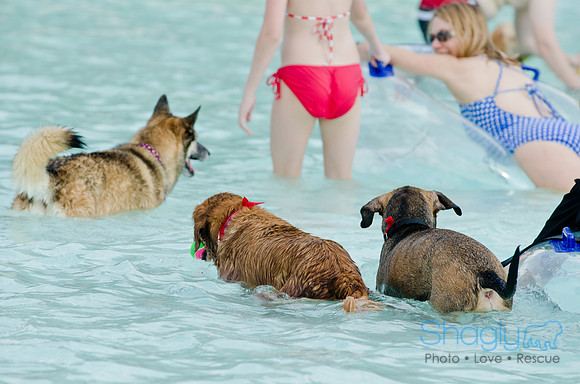 Wags and Waves 2011-482