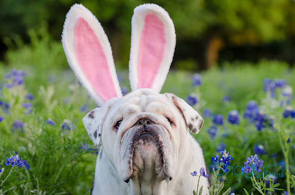 Bluebonnets Pug and Bulldog-57
