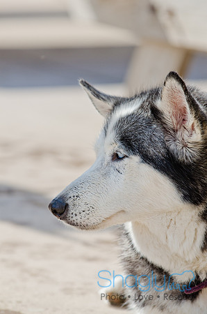Wags and Waves 2011-491