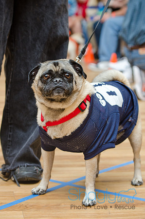PugOween-115