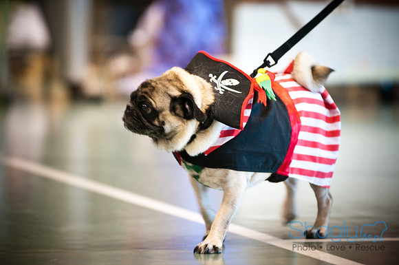 PugOWeen-3132