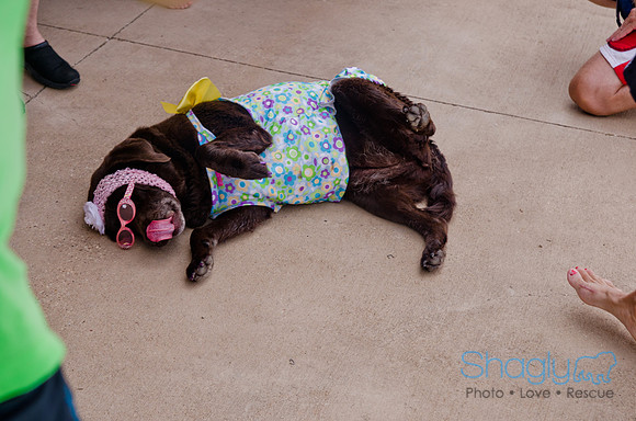Wags and Waves 2011-402