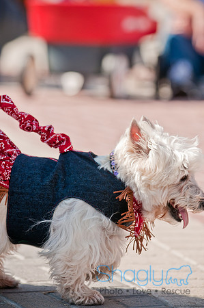 Krewe of Barkus 2011-116