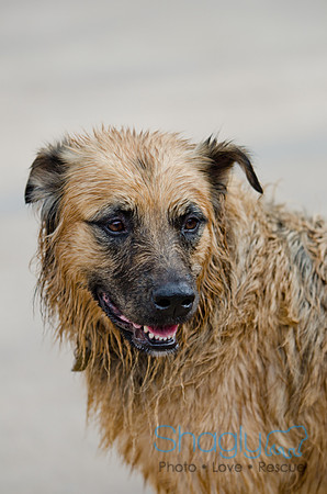Wags and Waves 2011-39