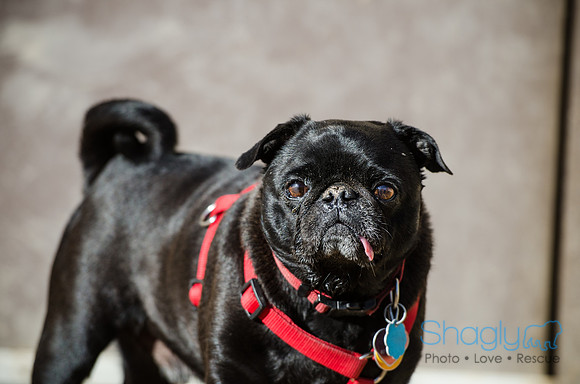 DFW Pug Rescue Boarding Bungalow-8