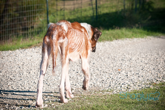 St.Clouds Rescue-0438