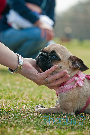 Pug Love Fun Run-178