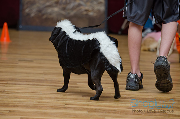 PugOween-135