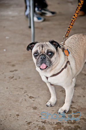 Pug Love Fun Run-65