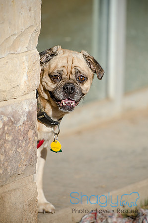 DFW Pug Rescue Boarding Bungalow-22