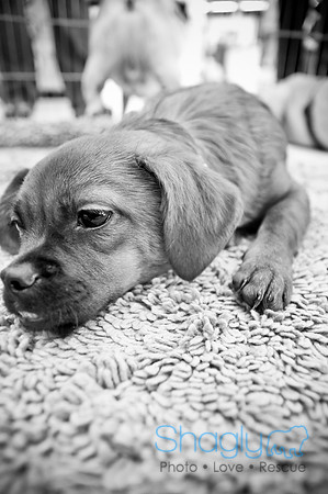 DFW Pug Rescue-18